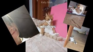 Stray Kids - Minho/Lee Know's 𝖈𝖆𝖙𝖘 (Soonie, Doongie & Dori) from Instagram 200805 🐱🐱🐱