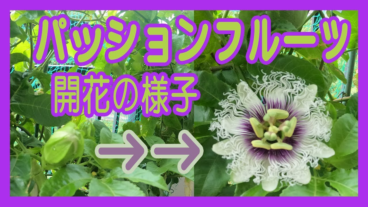 パッションフルーツ 蕾から開花まで 早送りなし I Took A Video From The Bud Of Passion Fruit To The Flowering Youtube