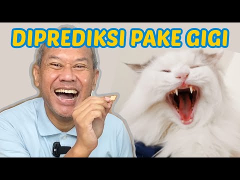 Video: 4 Kaedah untuk Mengetahui Berapa Umur Anak Kucing