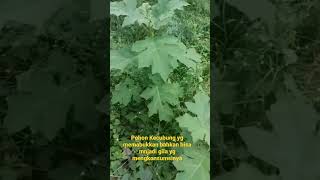 Download Lagu Pohon Kecubung MP3