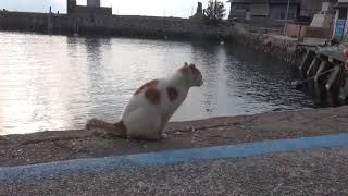 豪快な猫のトイレ Dynamic Cat Toilet ＃２００８猫の島 青島 cat island Aoshima