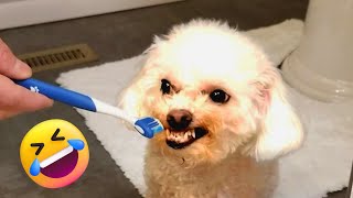 Funniest Dogs And Cats Videos Funny Animal Videos, Best Of The 2022 Edition 😂🐕🐱 by The Dog House 76 views 1 year ago 4 minutes, 23 seconds