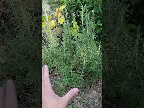 Video: Rejuvenecer las plantas de romero: cómo rejuvenecer un arbusto de romero