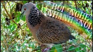 Download Chim Cu Gáy Gọi Hay Kích Mồi Cực Chuẩn - Kích Bổi Nhanh Nổi. Video MP3 Chim Cu Gáy Gọi Hay Kích Mồi Cực Chuẩn - Kích Bổi Nhanh Nổi.