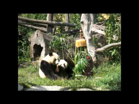 Cute Panda Cub Fu Longs Birthday!