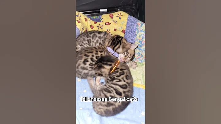 Watch the video about Bengal cat's #bengalcattery #bengalcatbreeder #healthtested #tallahasseefl #dnatested #leoncounty