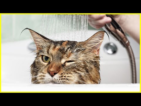 Video: Stinken Katzen, wenn sie Angst haben?