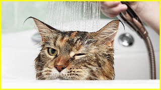 Katze stressfrei baden? Mit diesen Tipps klappt es! 🐱💦