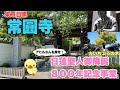 高級住宅街のパワースポット!!【常圓寺/Joenji Temple】大イチョウが目黒区八雲にある【アヒルさんを探せ!】仏陀釈尊/日蓮聖人