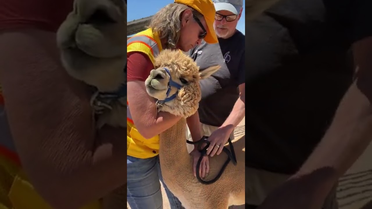 Alpaca Handling - EEE