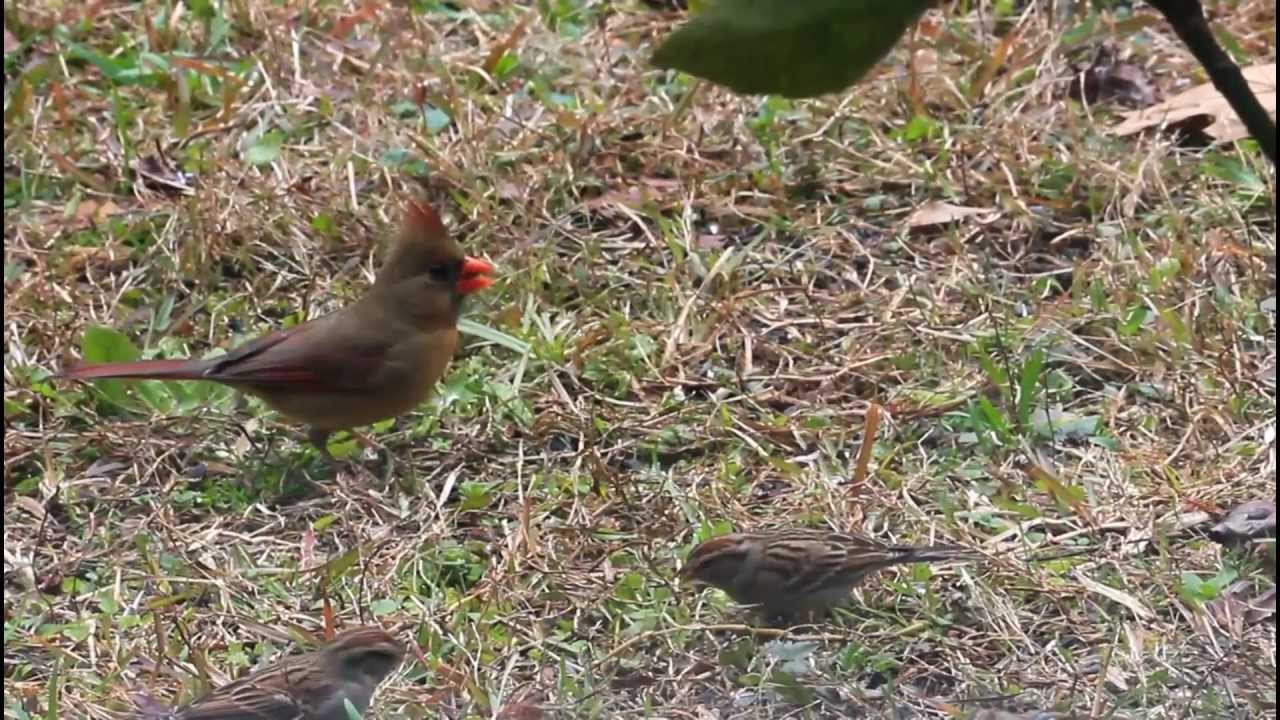 FREE video Download and create Birds Eating YouTube