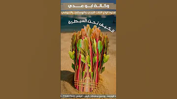 اكسبلور ترند2025 اكسبلوروكالةابوعدي 