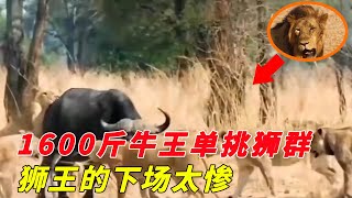 囂張獅群圍攻黑牛母子，牛王單挑獅群為妻兒報仇！獅王被暴打后一頭頂飛下場太慘烈！