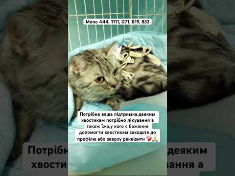 ‼️ТЕРМІНОВО‼️#fyp #animals #catvideos #shortvideo #україна #животные #дача #домашниеживотные #кот