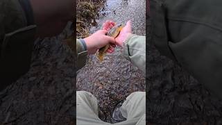 Angeln am Bach I Forelle I Spinnfischen I Kleinstgewässer I Short 12