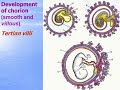 Human Embryology - 2. Video-lecture by Zimatkin (32)