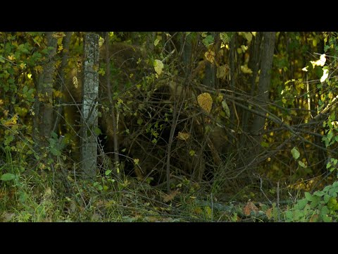 Video: A sulmojnë arinjtë tendat?