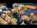 ❤️🐶 Golden Retriever Puppies - 5 Weeks Old