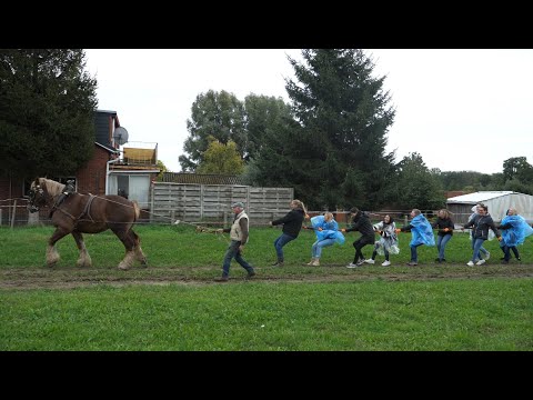 Team Building and draft horses: fun and powerful