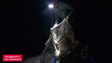 cá bơi vào 12 cửa ngục (Fish swim into 12 prison doors)