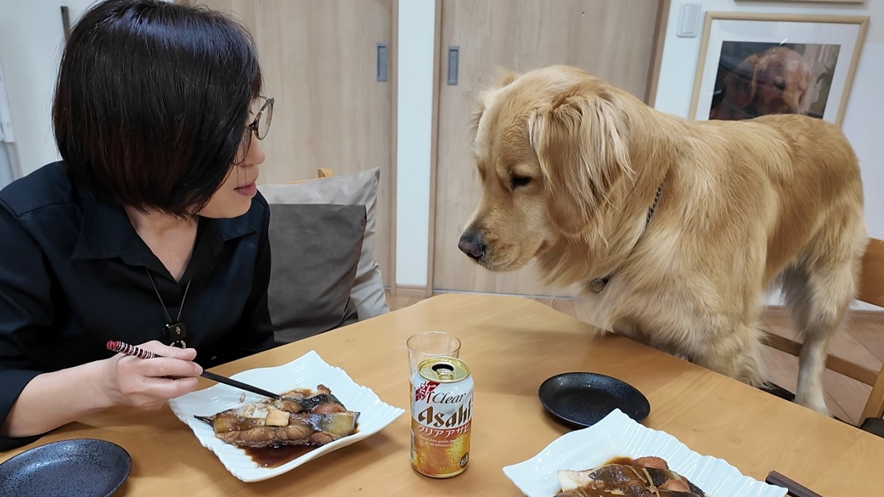 年末から続いたママの体調不良。回復を願うお気持ちに。【Golden Retriever japan】