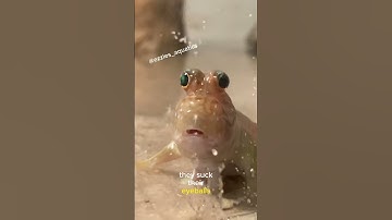 Mudskippers can blink! #aquariumfun #aquarium #mudskipper