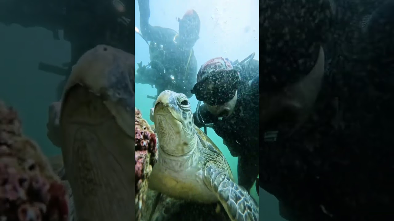 Diving in Fujairah | Reef Oasis diving center