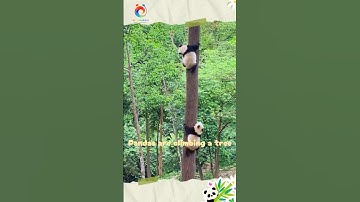 The chubby pandas are climbing the tree, and it’s surprisingly rhythmic.#climbing #pandas  | Sichuan