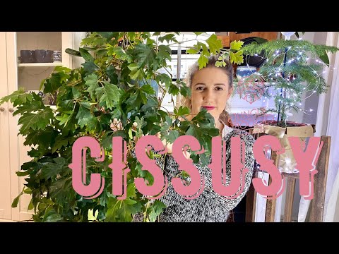 Wideo: Cissus (Cissus) Winogrona Domowe, Odmiany, Warunki Przetrzymywania, Choroby