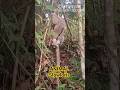 amezing animal slowloris #slowloris #wildliferescue #rescue #wildlife #wild #youtube #viralchallenge