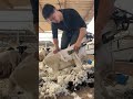 How to Shear a Sheep with Electric Clippers! [Farm Life]