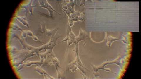 SH-SY5Y Patch Clamping SD