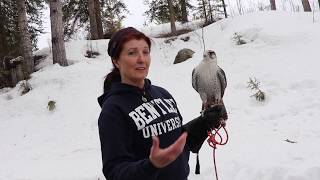 Back to the BASICS of FALCONRY: The Sequel!