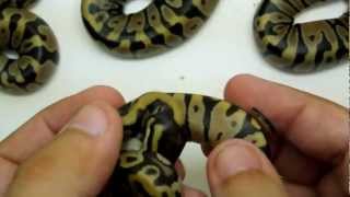 UPDATE all 6 are out Dinker X normal clutch 2012