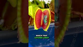 How Many Traps Need to Eat for a Flytrap to Get Nutrition shorts