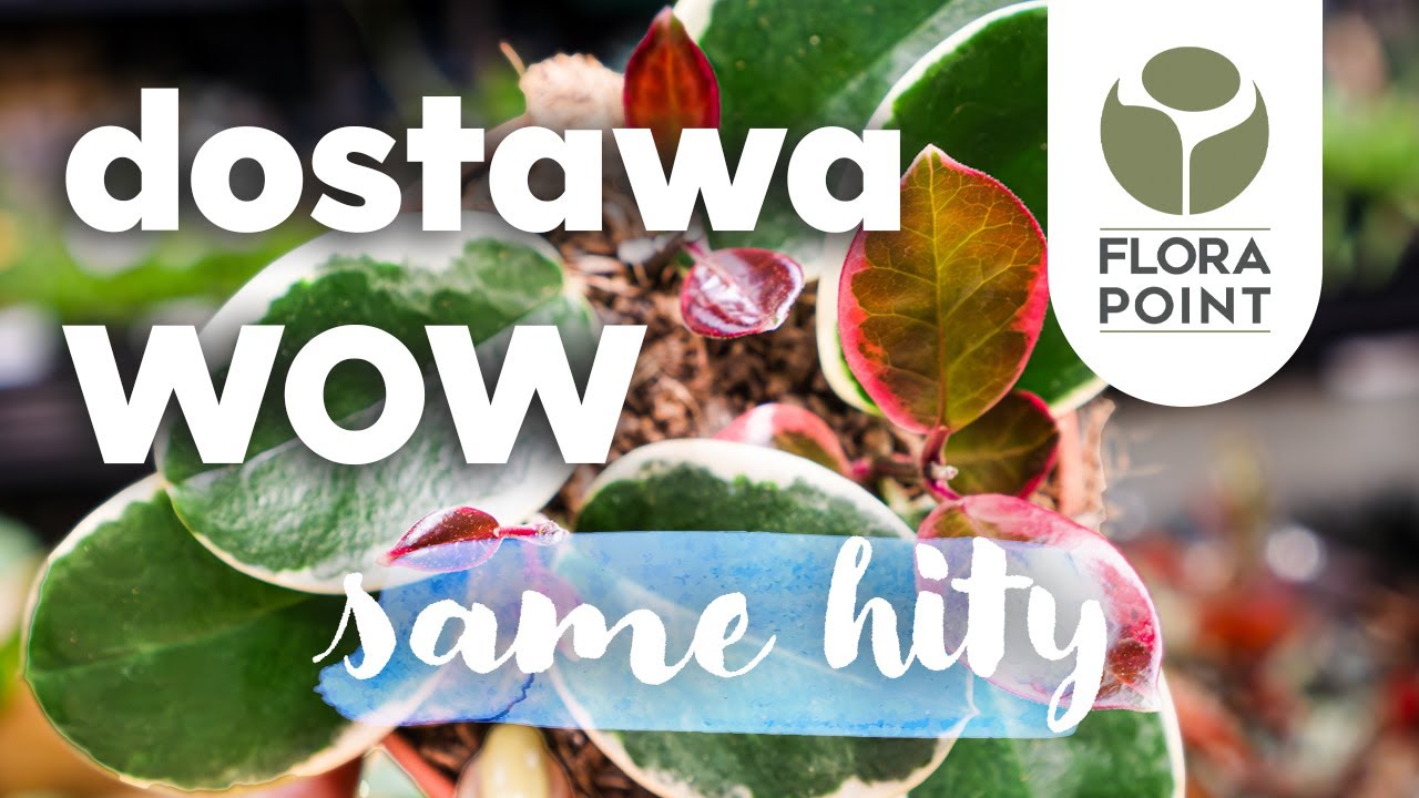 🌱 HITY - hoje i platycerium | przegląd roślinnych nowości | Flora Point