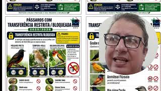 🚨 IBAMA BLOQUEIA TRANSFERÊNCIAS DE PÁSSAROS E ACENDE ALERTA ENTRE CRIADORES EM 2025/2026