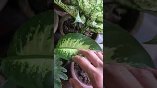 Plants ki leaves curl ho rahi hain? 😳 Reason kya hai #plantcare #gardeningtips #plantproblems#plants