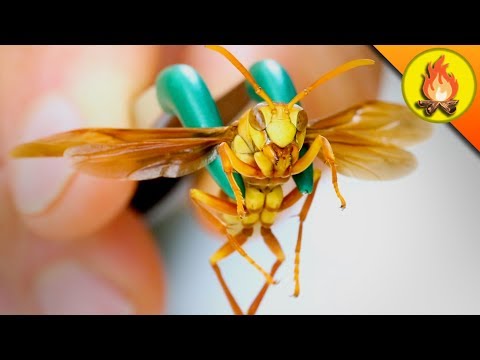 Video: Wasp Sting: Reaksjonssymptomer, Behandlinger Og Rettsmidler