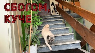 ИЗГОНИХ КУЧЕТО СИ ОТ НАС (ПРАНК) ИЗГОНИХ КУЧЕТО СИ ОТ НАС (ПРАНК)