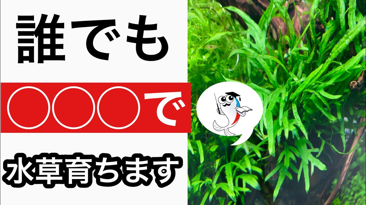 完全解決 水草が弱る原因と解決策をどこよりもやさしく解説 Youtube 完全解決 水草が弱る原因と解決策をどこよりもやさしく解説 Youtube