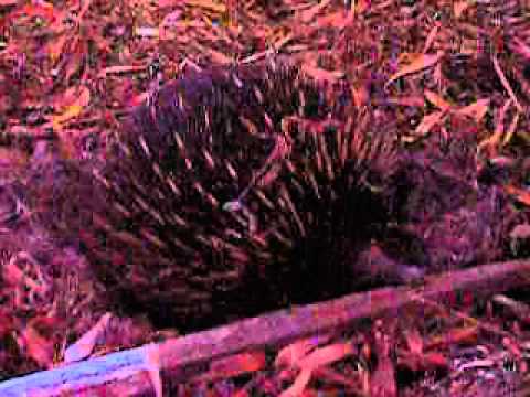 Echidna/Myrpiggs...  i Halls Gap, Grampians Nationalpark