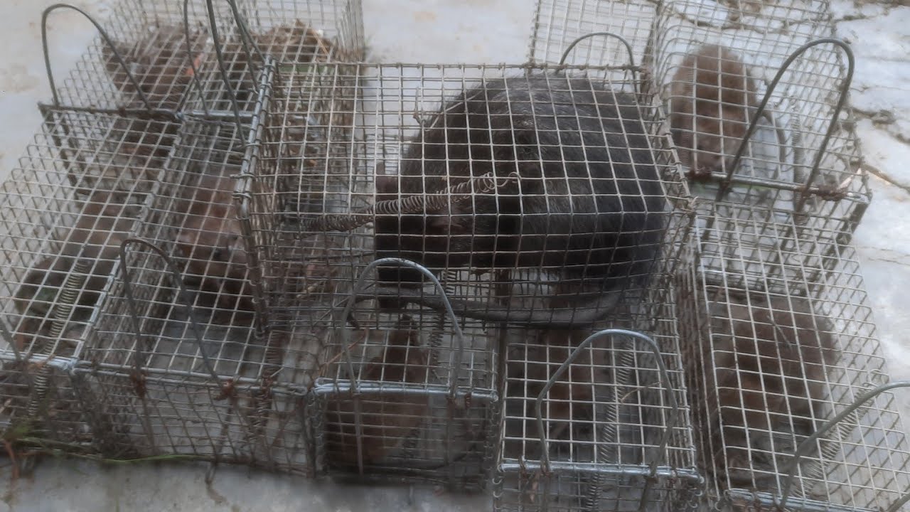 Tiếp tục lại có hàng khủng Hòa Nguyễn chuột đồng 