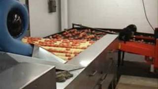 Perfect tomato grading and packing line
