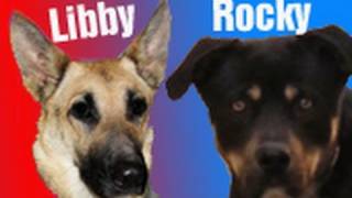 Dog rescue: Rocky & Libby  Please share and help find them a home.