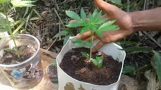 Começou a guerrilha Love jah