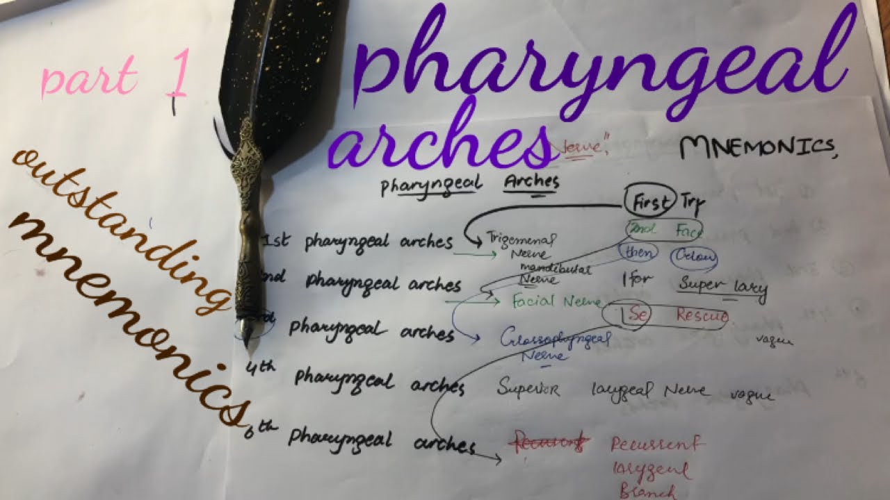 pharyngeal arches derivation /mnemonics - YouTube