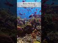 The best scuba diving in Indonesia - Batu Bolong Komodo #komodo #scubadiving