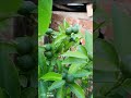 চাইনিজ কমলা।Chines Komola 🌳 #motivation #shorts #shortsvideo #viralvideo #gardening #fruit