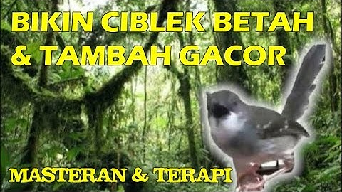 masteran ciblek, masteran dan terapi burung ciblek, masteran dan terapi suara air